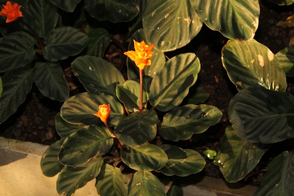 Phalaenopsis   096.jpg